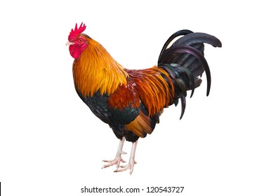 Beautiful rooster isolated on white background