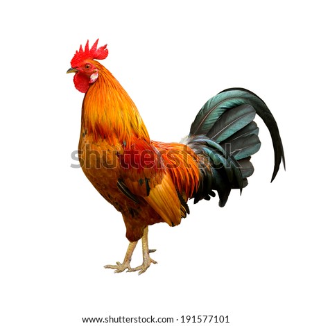 Beautiful rooster isolated on white background. 