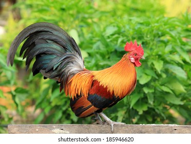 Thai Native Chicken Colorful Fur Blur Stock Photo (Edit Now) 1414287806