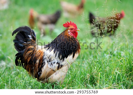 Beautiful Rooster (Male Chicken) on a nature background