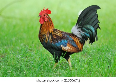 beautiful-rooster-on-green-background-26