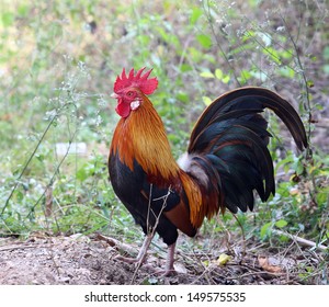 Beautiful Rooster On Nature Background Stock Photo 149575535 | Shutterstock