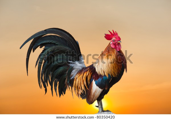 Beautiful Rooster On Sunrise Stock Photo (Edit Now) 80350420