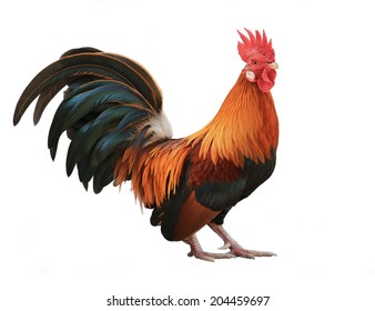 Beautiful Rooster On White Background Stock Photo Edit Now