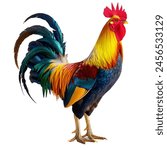 Beautiful rooster, red, white background.