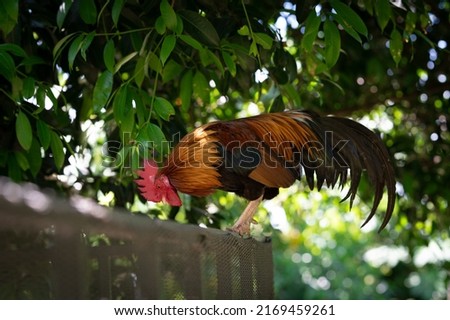 Beautiful Rooster standing on the fence in blurred nature green background.rooster going to crow.