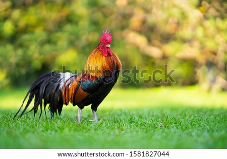 Beautiful Rooster standing on the grass in blurred nature green background.Concept like a boss. cool man.The winner.The greatest fighter.Rooster zodiac year.Year of rooster.