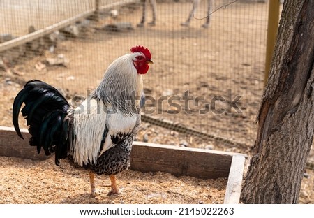 A beautiful rooster standing on the grass on a blurred green nature background. Rooster of the zodiac year. Year of the rooster. High quality photo