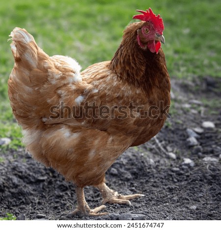 Similar – Chicken on meadow. Animal