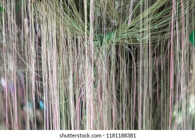 113 Treebine Images, Stock Photos & Vectors | Shutterstock