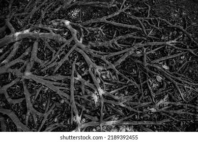 Beautiful roots pattern. Nature pattern background. Nature pattern wallpapers. Tree roots. roots of a tree
