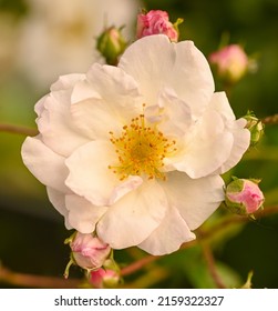 Beautiful rosa 'Porcelaine de Chine', Sint-Pieters-Leeuw