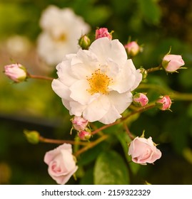 Beautiful rosa 'Porcelaine de Chine', Sint-Pieters-Leeuw