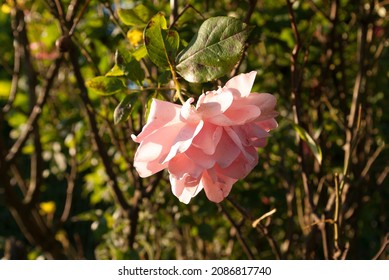 Beautiful rose in the afternoon sunlight