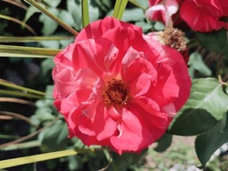 Beautiful Rose: American Rose From Roses Family