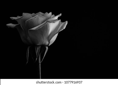 Beautiful rose. in balck and white. Close up - Powered by Shutterstock