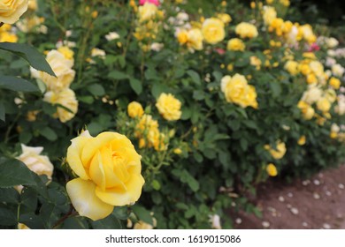 Beautiful Rose Blooming In Japan (Izu No Odoriko)