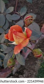 Beautiful Rose Bud Just Before Its Bloom