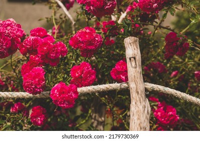 Beautiful Rose Bush Near The Hedge