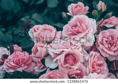 Beautiful rose bush roses. Creative processing.