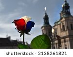 A beautiful rose with Czech national colors, romantic and romance in Prague, Old Town Square, church, cathedral, urban, tower, leaf, old, famous, culture, city, view, history, woman, flora, garden