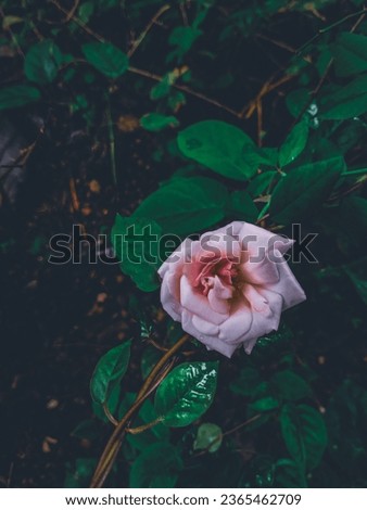 beautiful rose flower edited version 