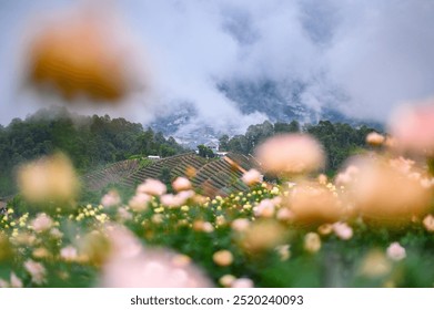 A beautiful rose flower field in the misty mountains, with soft-focus blooms in the foreground and lush, terraced greenery disappearing into the mist. - Powered by Shutterstock