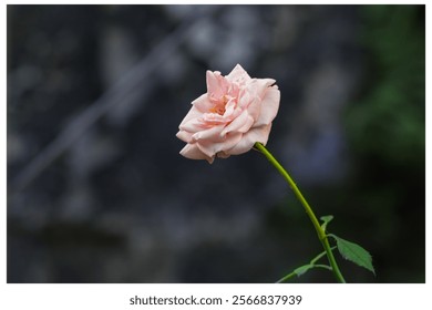 Hermosa flor rosa HD