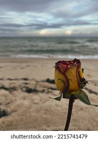 Beautiful Rose Flower Sky Sunset At Miami Beach. Landscape Beach Cloudy Sun Day.