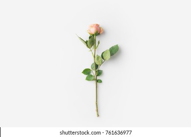 Beautiful Rose Flower With Stem Isolated On White