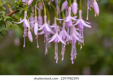 Hermosas flores rosa Fuchsia