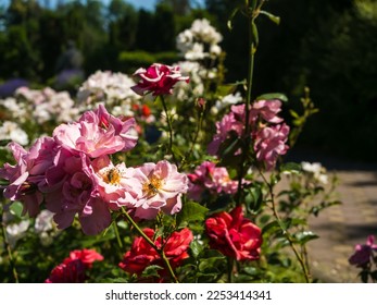 Beautiful Rose Flowers in the Park. Different roses on sidewalk on park alley. - Shutterstock ID 2253414341
