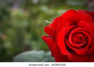 Beautiful Rose Of Intense Red Petals Cultivated In Ecuador, Of Fine Aroma, Export Product.