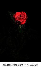 Beautiful rose on black background