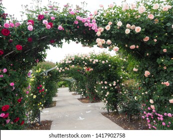 Beautiful rose on canopy frames