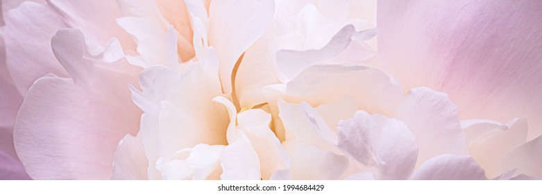 Schöne Rose Peony Blütenblätter Hintergrund. Banner. Blühende Bauern verdoppeln blühende Textur. Weich rosa Rosenblüte