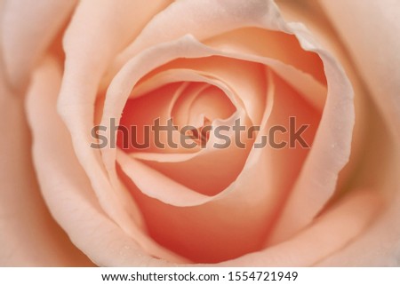 A beautiful rose of a pleasant delicate pink and pastel color for presintation, advertising or avatar picture. 