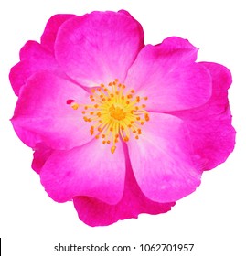 Magenta Rose 图片 库存照片和矢量图 Shutterstock