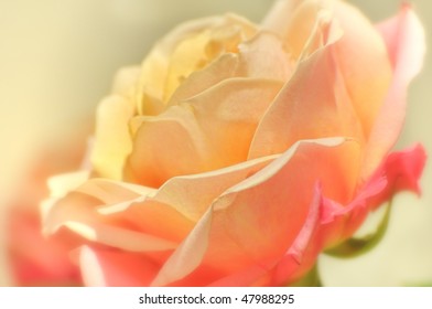 Beautiful Rose soft coloring