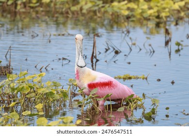 Beautiful Roseate spoonbill bird in Orlando wetlands hunting for fish. - Powered by Shutterstock