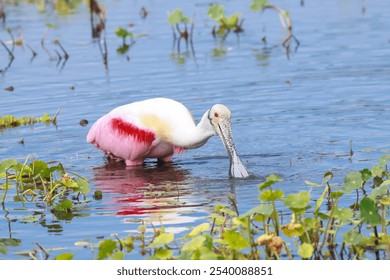 Beautiful Roseate spoonbill bird in Orlando wetlands hunting for fish. - Powered by Shutterstock