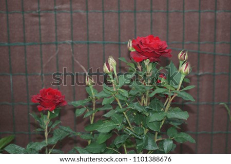 Beautiful rosebush with red roses darkened in the sun. The red color of flowers stands out with the sunlight, as well as the green of sheets around branches.