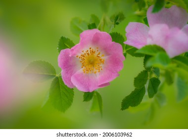 Beautiful Rosehip Flower On A Green Background