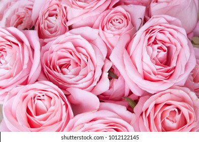 Beautiful Roses Bunch Stock Photo 1012122145 | Shutterstock