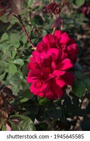 Beautiful Roses. Closeup View Of Rosa Oklahoma Flowers Of Red Petals, Spring Blooming In The Garden. 