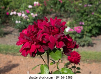 Beautiful Roses. Closeup View Of Rosa Oklahoma Flowers Of Red Petals, Spring Blooming In The Garden. 