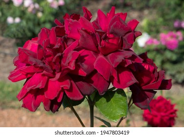 Beautiful Roses. Closeup View Of Rosa Oklahoma Flowers Of Red Petals, Spring Blooming In The Garden.