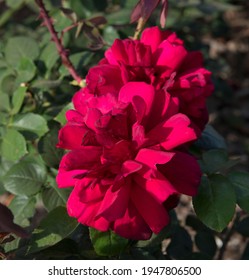 Beautiful Roses. Closeup View Of Rosa Oklahoma Flowers Of Red Petals, Spring Blooming In The Garden.