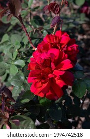 Beautiful Roses. Closeup View Of Rosa Oklahoma Flowers Of Red Petals, Spring Blooming In The Garden.	