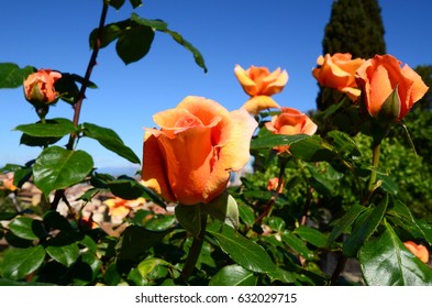 Beautiful Roses in a famous garden near Piazzale Michelangelo in florence, Italy. flowers background.